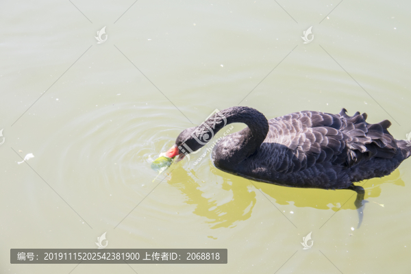 鵝