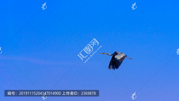 藍(lán)天上飛翔的蒼鷺