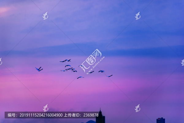 飛越城市上空的一群天鵝