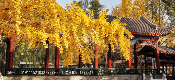 中山公園銀杏
