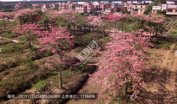 花卉油畫