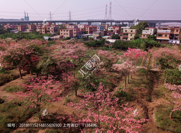 花卉油畫