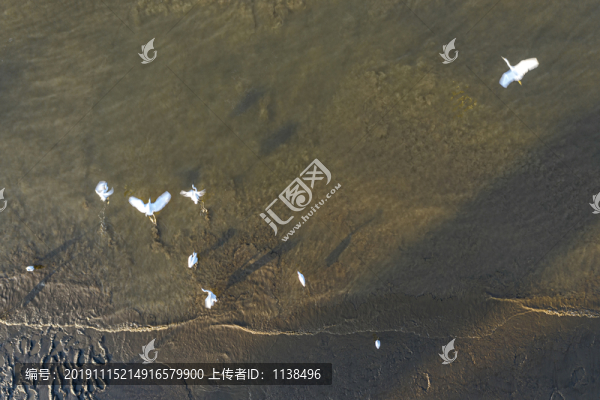 鷺鳥