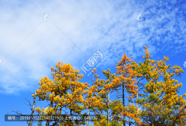 天空樹林