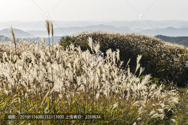 芭芒花開