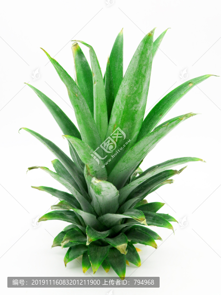 菠蘿葉子