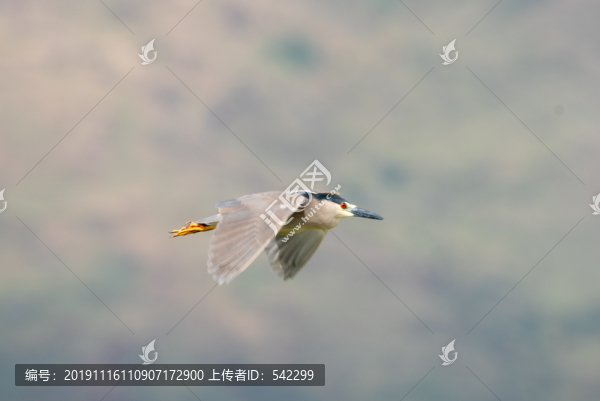 夜鷺