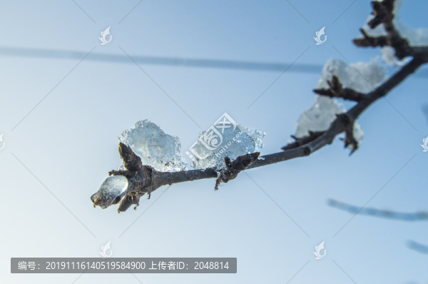 冬天掛雪樹枝
