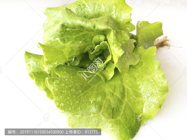 靜物生菜