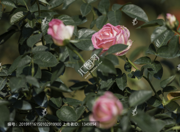 月季花