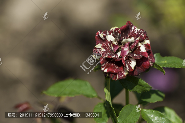 流星雨月季花