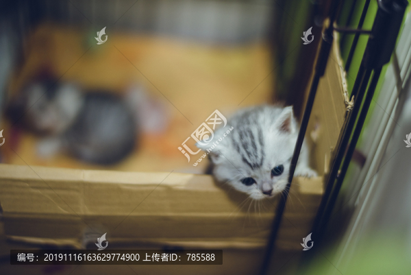 小奶貓