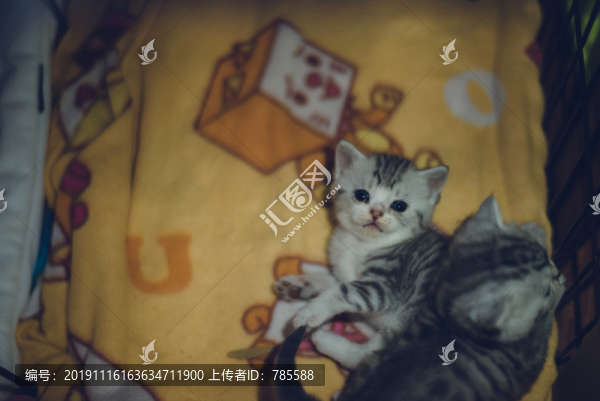 小奶貓