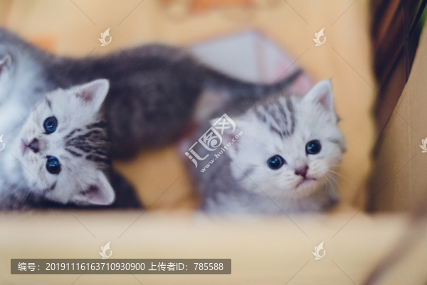 小奶貓