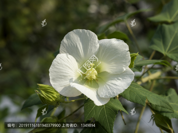 芙蓉花