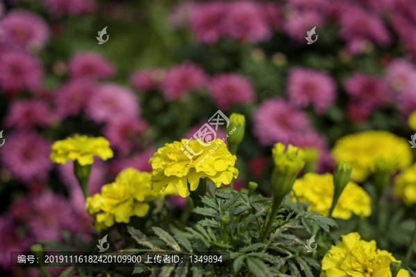菊花展