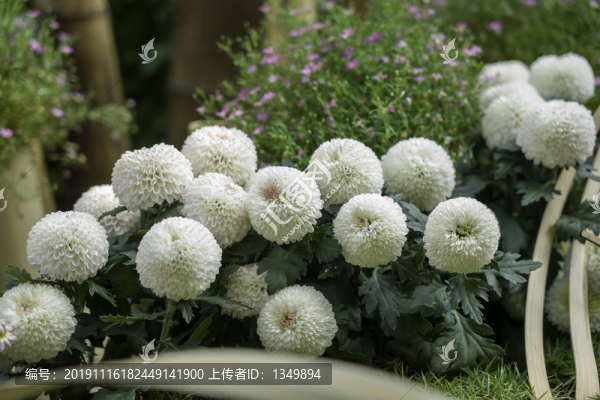 白色菊花球