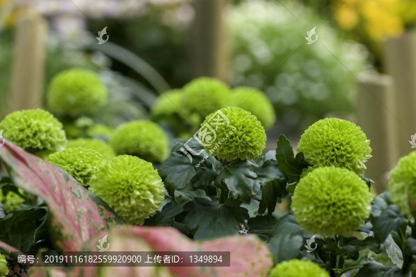 綠色菊花球