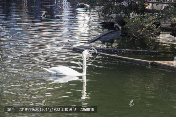 鵝