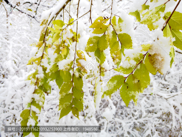 樹葉雪花