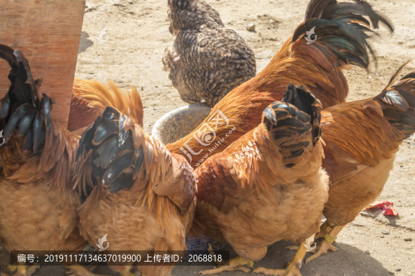 閹雞