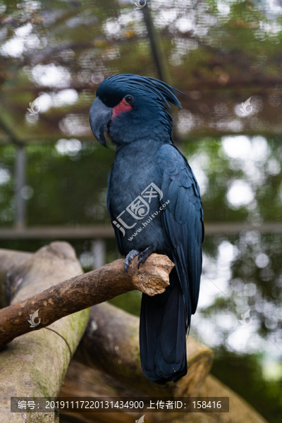 棕櫚鳳頭鸚鵡