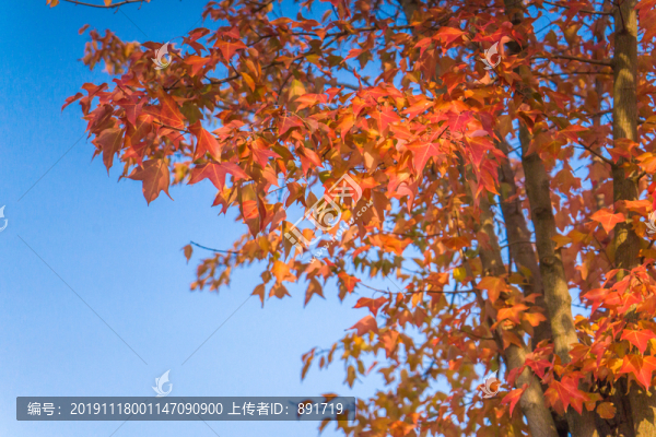秋天樹(shù)木