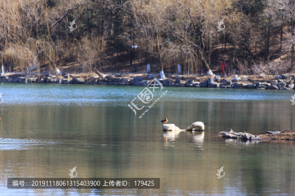 北大校園未名湖石雕翻尾石魚野鴨