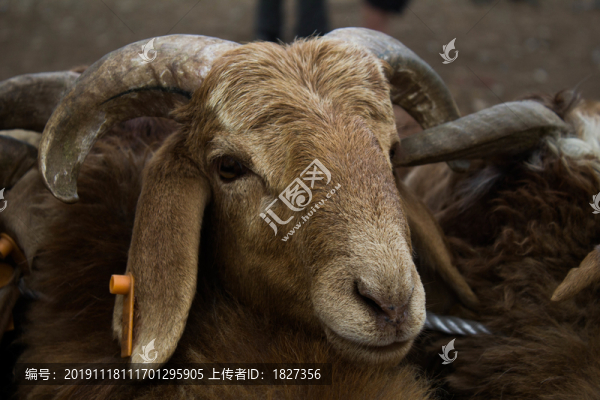 羊