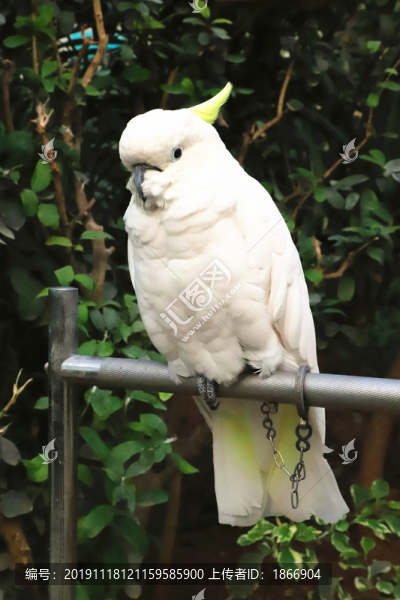 葵花鳳頭鸚鵡