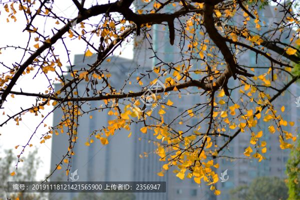 銀杏