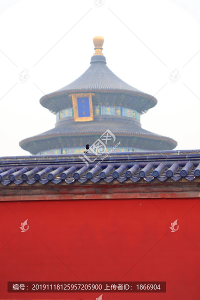 天壇公園的喜鵲