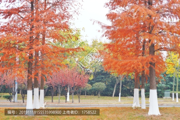 秋天紅葉黃葉