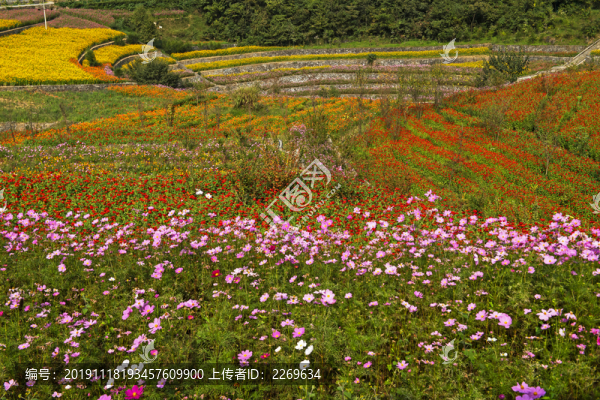 花海