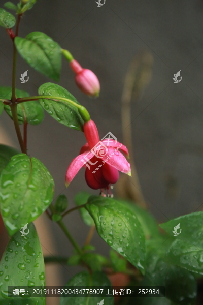 花卉