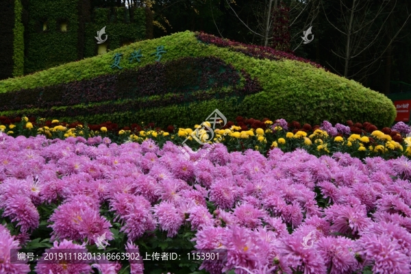 菊花展
