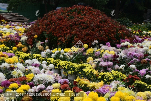 菊花展