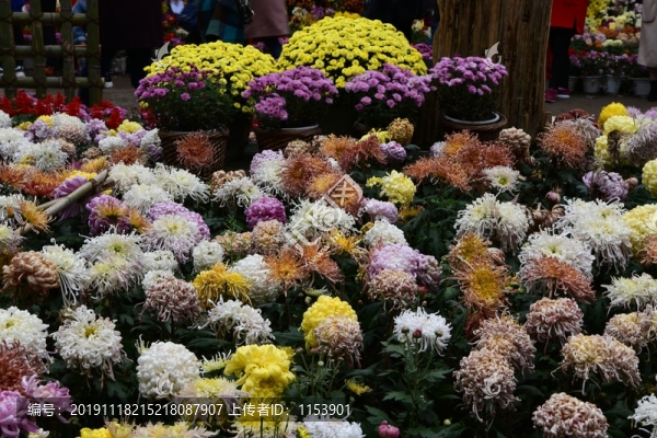菊花展