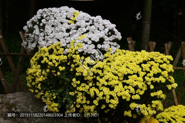 菊花展