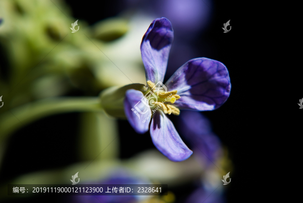 蘿卜花