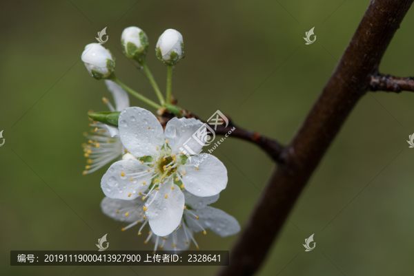 櫻花