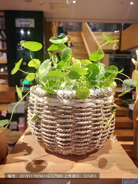 綠植