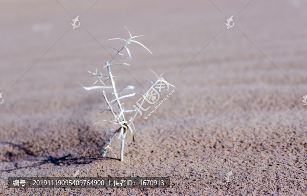 沙漠枯草