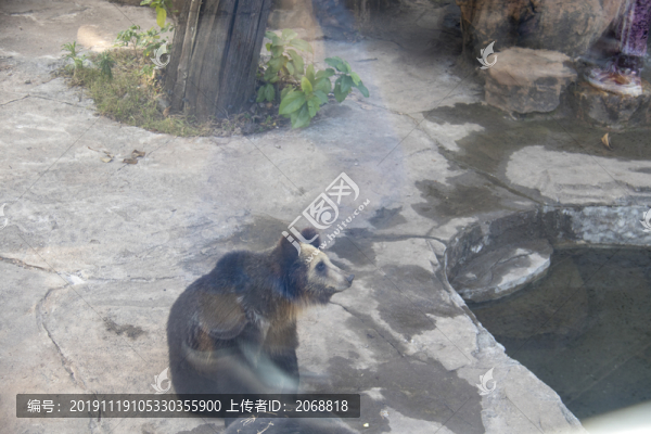 棕熊