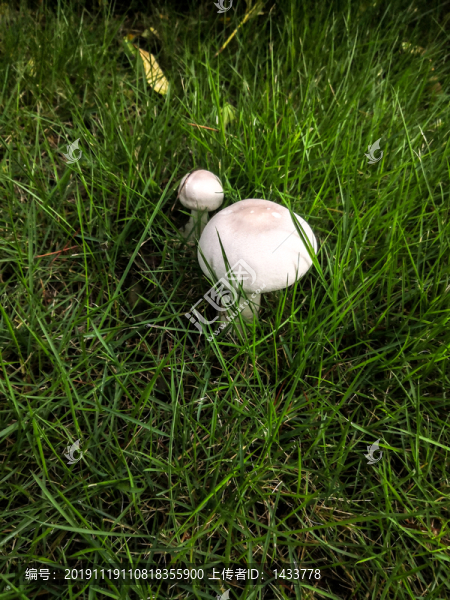 野蘑菇