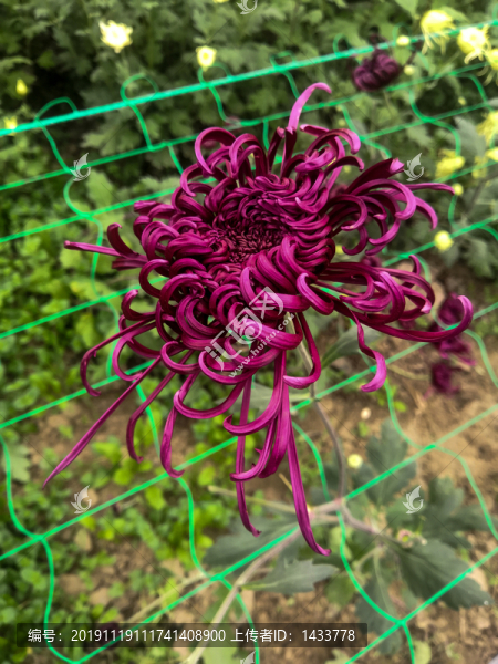 菊花