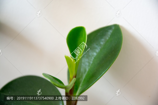 豆瓣綠