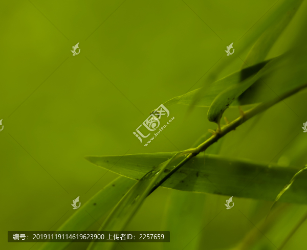 竹葉