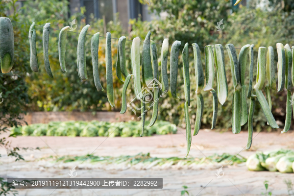 晾曬的蘿卜干