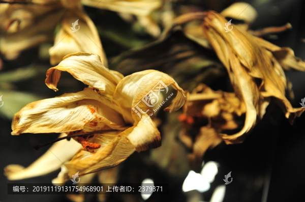 干花殘影